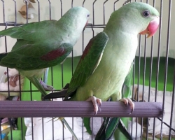 Александрийские попугаи (выкормыши) - новинка мая 2016