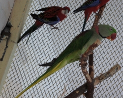 2 самца Александрийского попугая на фауна бай
