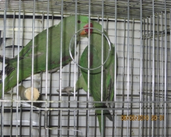 александрийский попугай цена