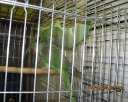 александрийский попугай цена