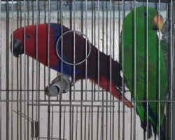 eklectus_blagorobniy_popugay001