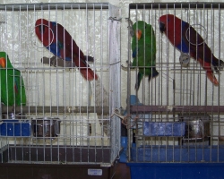 eklectus_blagorobniy_popugay003