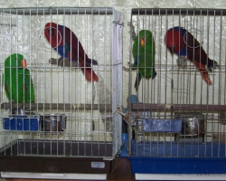 eklectus_blagorobniy_popugay005