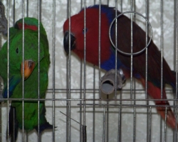 eklectus_blagorobniy_popugay007