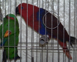 eklectus_blagorobniy_popugay008