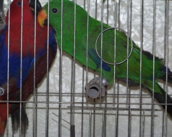 eklectus_blagorobniy_popugay009