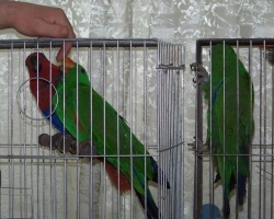 eklectus_blagorobniy_popugay011