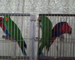 eklectus_blagorobniy_popugay013