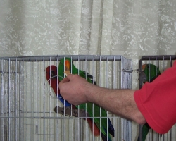 eklectus_blagorobniy_popugay015