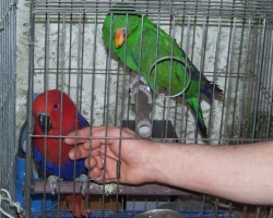 eklectus_blagorobniy_popugay016