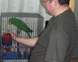 kormlenie_eklectus_blagorobniy_popugay-001