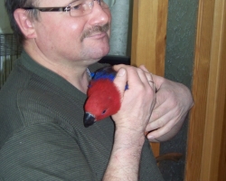kormlenie_eklectus_blagorobniy_popugay-002