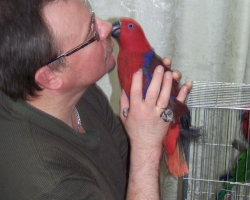 kormlenie_eklectus_blagorobniy_popugay-005