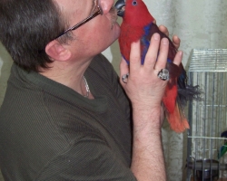kormlenie_eklectus_blagorobniy_popugay-006