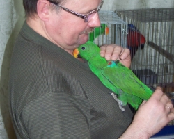 kormlenie_eklectus_blagorobniy_popugay-008