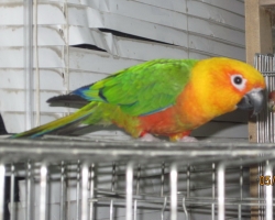 Аратинга-ендайя — птица семейства попугаевых