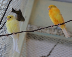 канарейки различных окрасов с другими певчими птицами