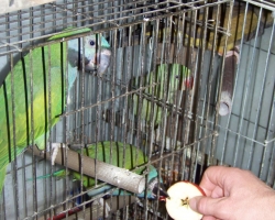кормление с руки китайского попугая