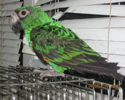 Редкий конголезский попугай
