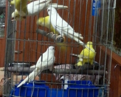 Попугаи монахи редких окрасов - желтого и белого