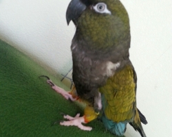 Патагонский попугай или Скалистый попугай (Cyanoliseus patagonus)