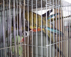 Купить патагонский попугай в Минске на фауна бай