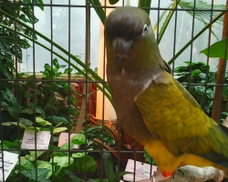 Купить патагонский попугай в Минске