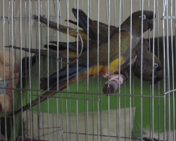 Купить патагонский попугай в Минске на фауна бай