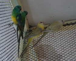 пара самцов и самок певчих попугаев