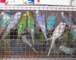 Купить волнистого попугая на FAUNA.BY