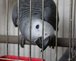 купить большого попугая - детеныши попугая жако выкормыши