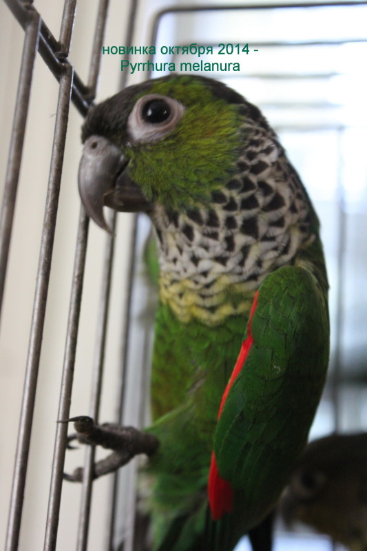 Чернохвостый попугай (Pyrrhura melanura)