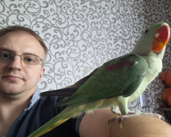 александрийский попугай через 2 дня после покупки в новом доме