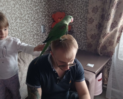 александрийский попугай через 2 дня после покупки в новом доме