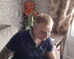 александрийский попугай через 2 дня после покупки в новом доме