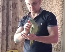 александрийский попугай через 2 дня после покупки в новом доме