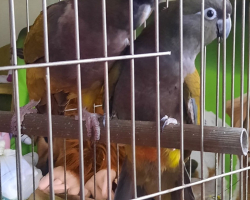 патагонские попугаи птенцы 2025 года