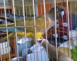 патагонский попугай птенец 2025 года