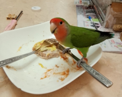 розовощекий неразлучник