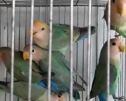 синие розовощекие неразлучники