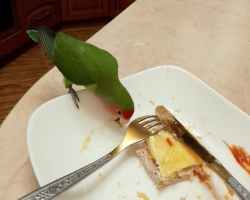 розовощекий неразлучник