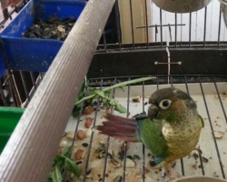 Пирруровые попугаи разных видов на fauna.by