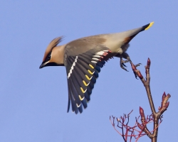 купить Свиристель Bombycilla garrulus на фауна бай