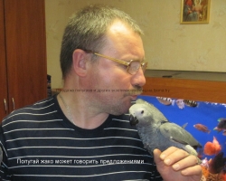 купить попугая говорящего - попугай жако в минске