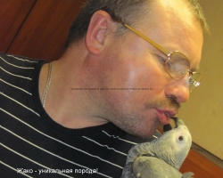 попугаи говорящие купить в минске, а именно жако