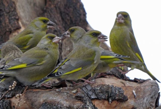 Carduelis chloris - купить птицу зеленушку на фауна бай